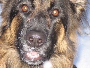 k-Herbst2010Wiese 101.jpg