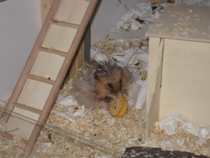 tonys weihnachten.JPG