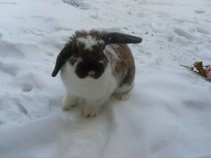 SL374619.jpg SL374619.jpg