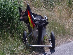 flori im rolli schaut.JPG