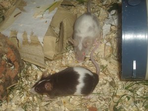 DSCI1424.JPG DSCI1424.JPG