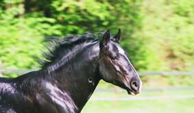 Lenin Koppel_klein.jpg