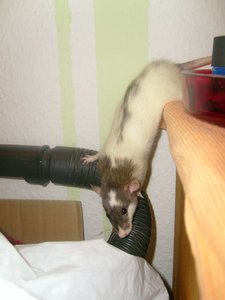 Kopie von S7007589.JPG