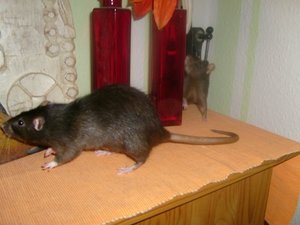 Kopie von S7007606.JPG