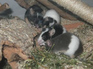 MÃ¤usehaufen 3.jpg