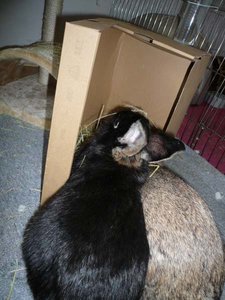 TF_Karton geknackt.jpg