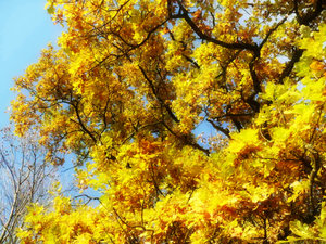 Oktober 2010 048-1.JPG Oktober 2010 048-1.JPG