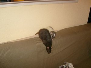 Kopie von S7007635.JPG