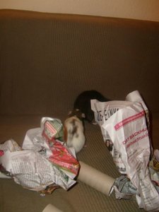 Kopie von S7007632.JPG