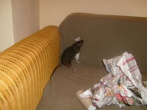 Kopie von S7007634.JPG