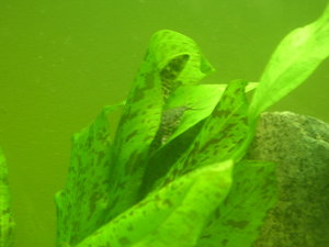 2 welse versteck.JPG