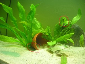 3 welse versteck 2(2).jpg