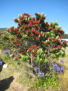 Pohutukawa.jpg