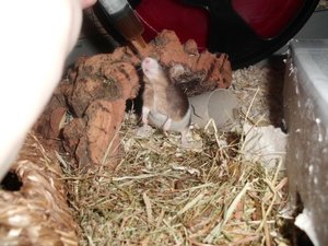 CIMG1296...jpg CIMG1296...jpg