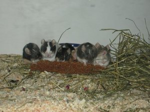 Die MÃ¤use an der Stange.jpg