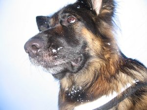 k-Herbst2010Wiese 097.jpg