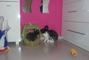 Schnuppern durch die Box.JPG