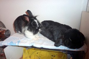 Lino&Filou zusammen.JPG