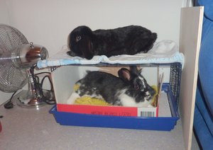 Lino&Fi Ã¼bereinander.JPG