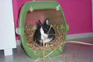 Fressen in der Box-Socke.JPG