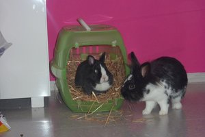 AnnÃ¤herrung MÃ¤dels.JPG