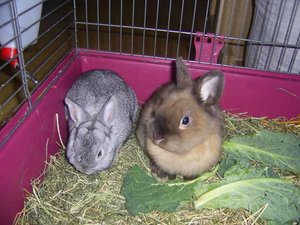 chinchillakaninchen_033.jpg