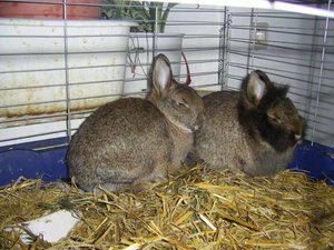 chinchillakaninchen_080.jpg