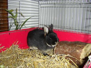 chinchillakaninchen_083.jpg