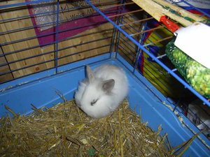 chinchillakaninchen_087.jpg