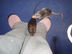 Lass mich hoch Mama.JPG