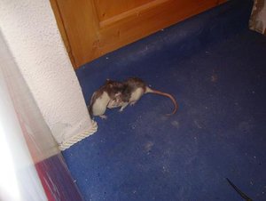 Sid putzt Freddy.JPG