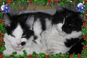 Katzen Weihnachten.jpg