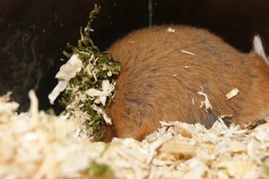 Schwänzchen in die Höh.JPG Schwänzchen in die Höh.JPG