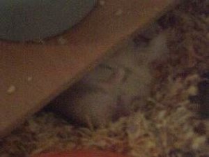 PICT0023 (2).JPG PICT0023 (2).JPG