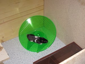 J.D. juhu renn.JPG J.D. juhu renn.JPG