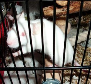 DSCI0250.neuJPG.JPG DSCI0250.neuJPG.JPG