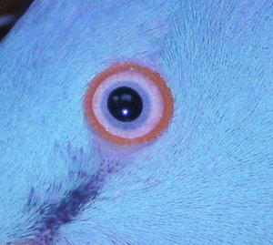 Coco auge tierforum.jpg