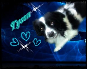 Tyson 1253Original.jpg