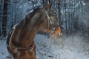 Manu im Schnee 28-11-2010 (midi).jpg