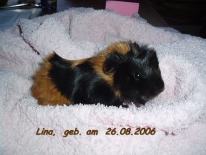 Linababy.jpg Linababy.jpg