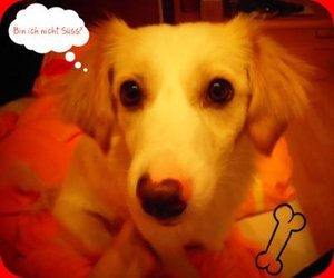 Scotty SÃ¼ÃŸ.jpg