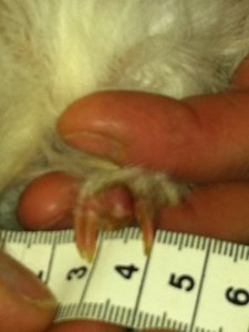 Tumor Paula.jpg Tumor Paula.jpg