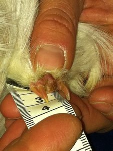 Tumor Paula 1.jpg Tumor Paula 1.jpg