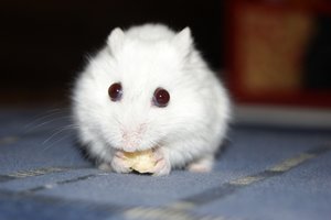 Emmy. Leckerli.JPG Emmy. Leckerli.JPG