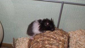 Foto 060.jpg Foto 060.jpg