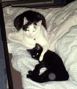 Micky und Socke im Bett - Kopie.jpg