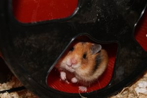 Baloo volle Backen.JPG