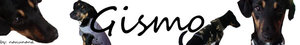 Gismo 1.jpg