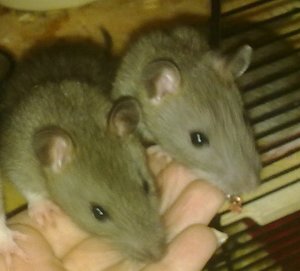 Rattis 2 600x800.jpg