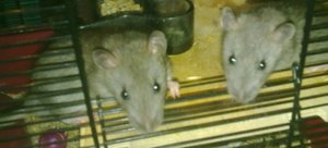 Rattis 3 600x800.jpg